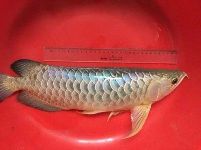 龍魚浮頭治療方法