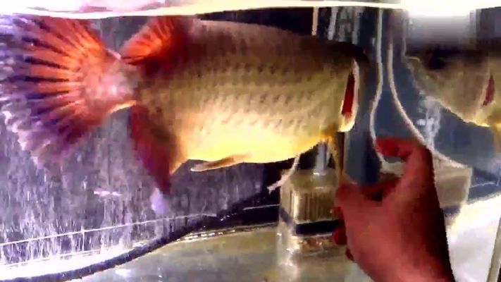 龍魚為什么那么貴 價(jià)格多少錢一條：龍魚價(jià)格不菲，主要因其稀有性和觀賞價(jià)值高，主要因素有哪些 龍魚為什么那么貴 價(jià)格多少錢一條：龍魚價(jià)格不菲，主要因其稀有性和觀賞價(jià)值高，主要因素有哪些 龍魚百科 第3張