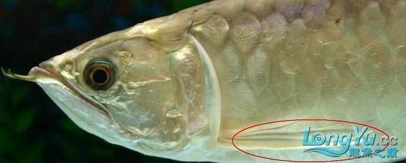 龍魚常見疾病與治療圖片及視頻講解：龍魚常見疾病及其治療方法