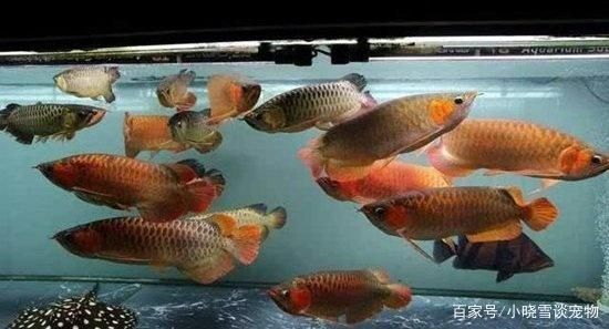 龍魚能混養嗎：龍魚混養水質管理技巧