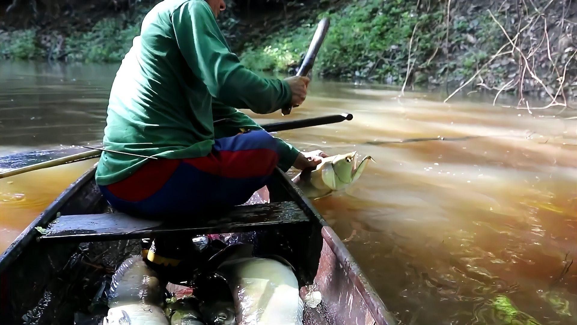 高背銀龍的市場需求如何？