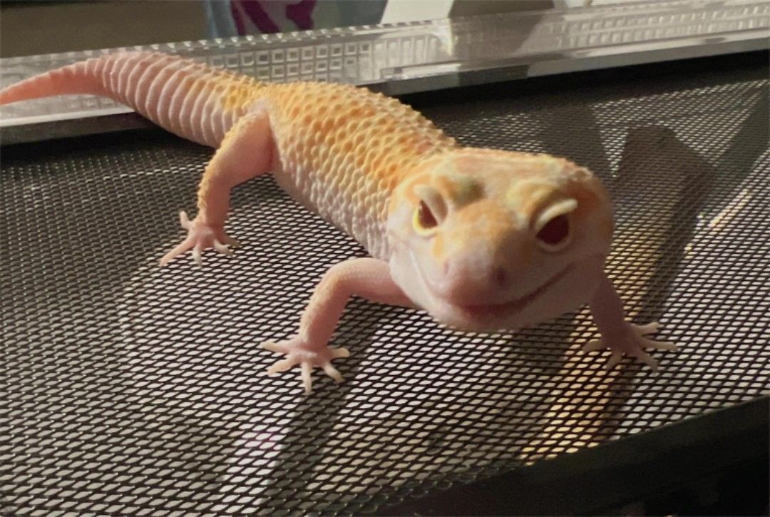 高背銀龍的市場需求如何？