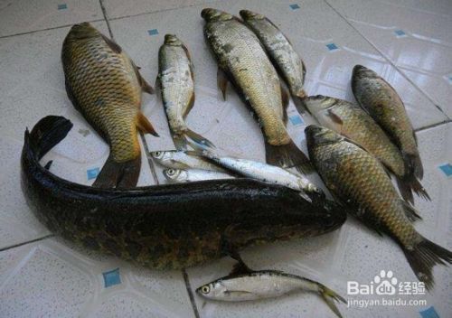 紅龍魚怎么賣錢（紅龍魚養護技巧分享,紅龍魚市場價格走勢如何鑒別）