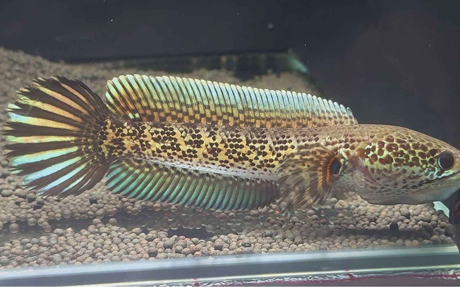 雷龍魚黃金眼鏡蛇身上的鱗片有點變白（雷龍魚黃金眼鏡蛇鱗片變白可能是由于多種因素引起的）