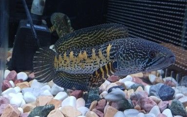 雷龍魚黃金眼鏡蛇身上的鱗片有點變白（雷龍魚黃金眼鏡蛇鱗片變白可能是由于多種因素引起的）