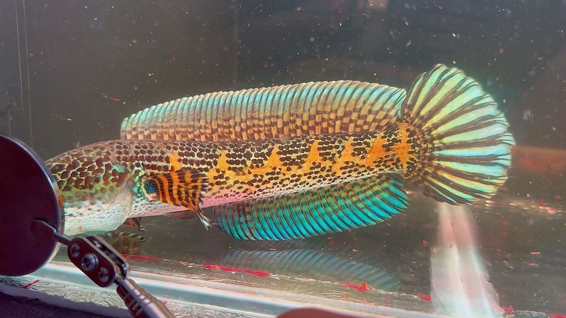 雷龍魚黃金眼鏡蛇身上的鱗片有點變白（雷龍魚黃金眼鏡蛇鱗片變白可能是由于多種因素引起的）