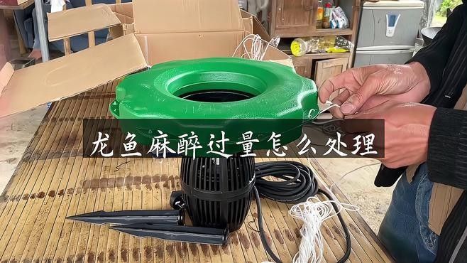 龍魚麻藥過量怎么辦？