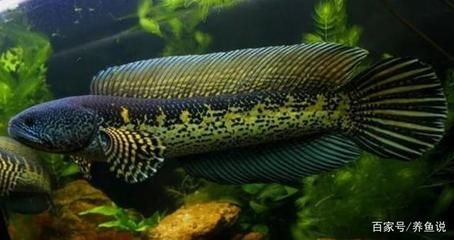 龍魚和雷龍魚哪個好養一點：龍魚和雷龍魚哪個好養