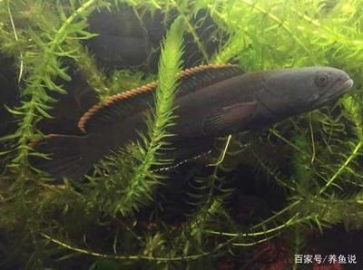 龍魚和雷龍魚哪個好養一點：龍魚和雷龍魚哪個好養