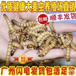 紅龍魚能喂大麥蟲嗎（紅龍魚吃大麥蟲好嗎）