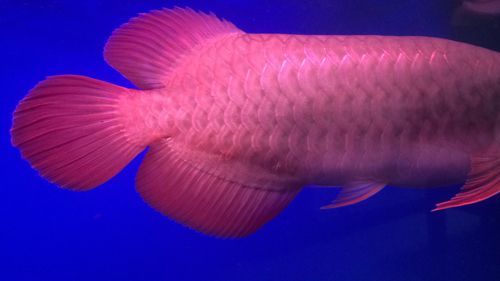 紅龍魚鱗片底色發紅是什么原因引起的（紅龍魚的鱗片底下發紅是怎么回事？）