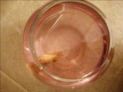 紅龍魚鱗片底色發紅是什么原因引起的（紅龍魚的鱗片底下發紅是怎么回事？）