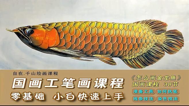 金龍魚怎么上色好看圖解