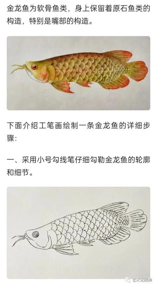 金龍魚怎么上色好看圖解