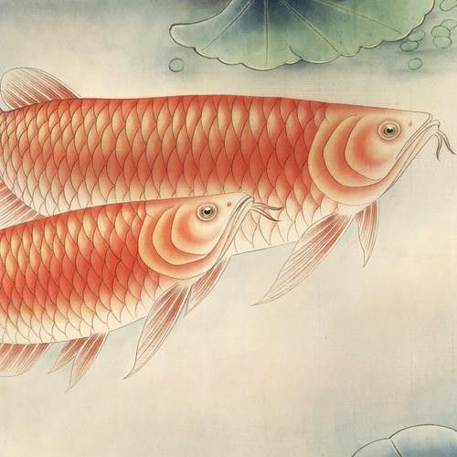 金龍魚怎么上色好看圖解