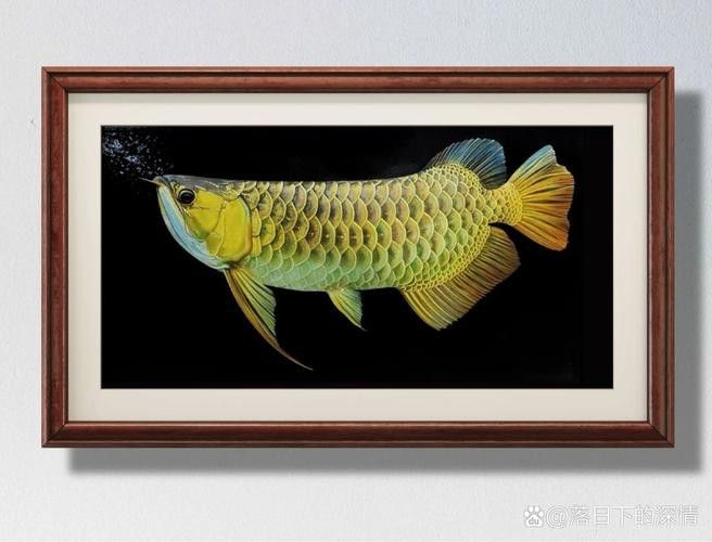 金龍魚怎么上色好看圖解