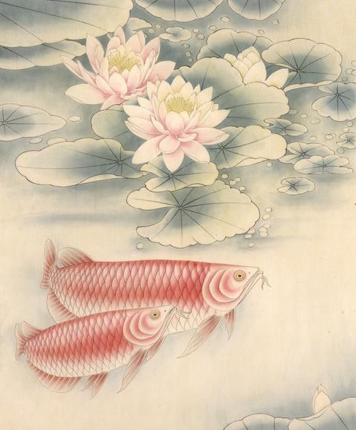 金龍魚怎么上色好看圖解