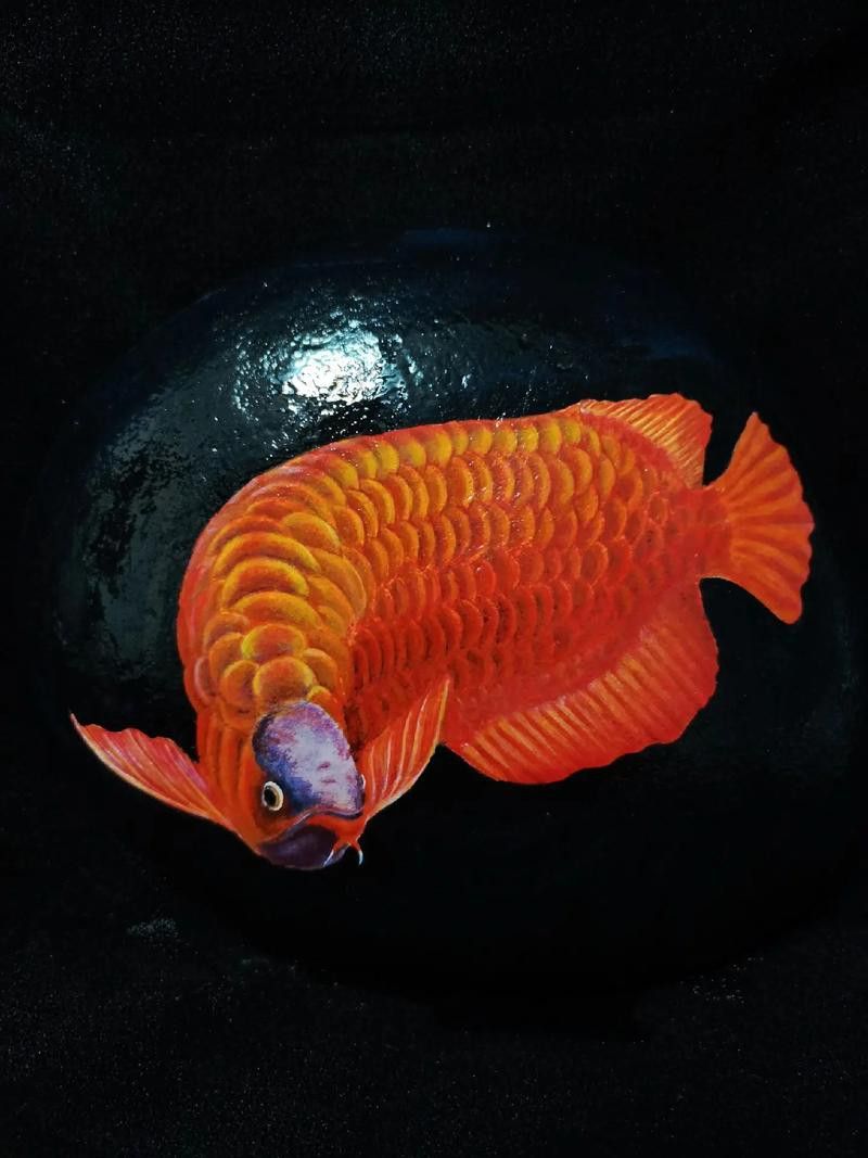 金龍魚怎么上色好看圖解