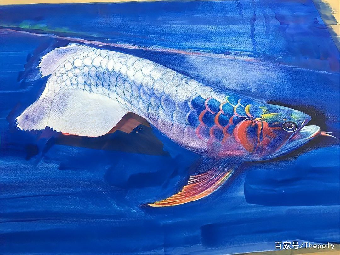 金龍魚怎么上色好看圖解