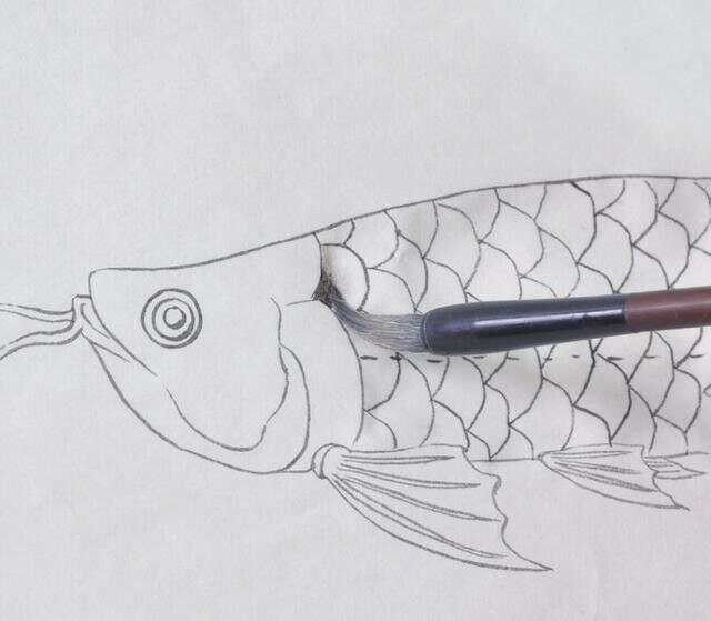 金龍魚怎么上色好看圖解