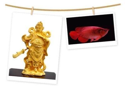 龍魚配財神（龍魚與財神魚混養注意事項）