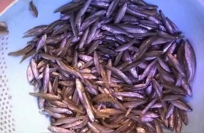 自制龍魚飼料配方（自制龍魚飼料的基本配方和注意事項）