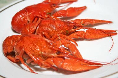 龍魚可以喂小龍蝦嗎怎么喂：龍魚可以喂小龍蝦嗎