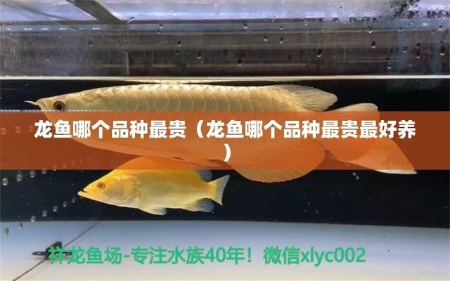 龍魚哪個品牌好養活：ofoceanfree龍魚養殖水質控制技巧