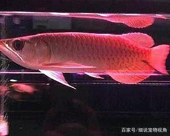龍魚得了水霉怎么辦：龍魚不吃食怎么辦