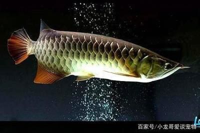 龍魚得了水霉怎么辦：龍魚不吃食怎么辦