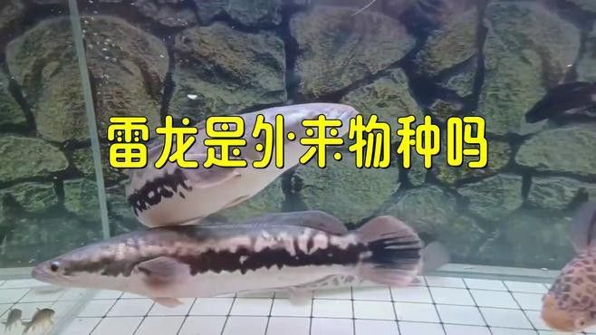 云南雷龍魚值錢嗎知乎