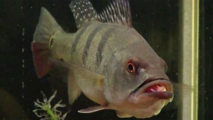 三間魚的日常飲食搭配：三間魚的日常飲食搭配需考慮到營養均衡和美味