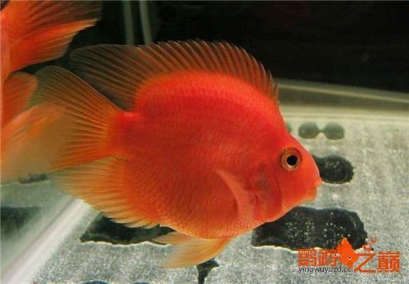 鸚鵡魚混養(yǎng)水質(zhì)管理技巧：鸚鵡魚混養(yǎng)技巧