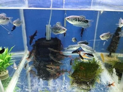鸚鵡魚混養(yǎng)水質(zhì)管理技巧：鸚鵡魚混養(yǎng)技巧