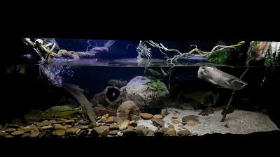 龍魚魚缸布景圖：關于龍魚魚缸布景的一些詳細信息