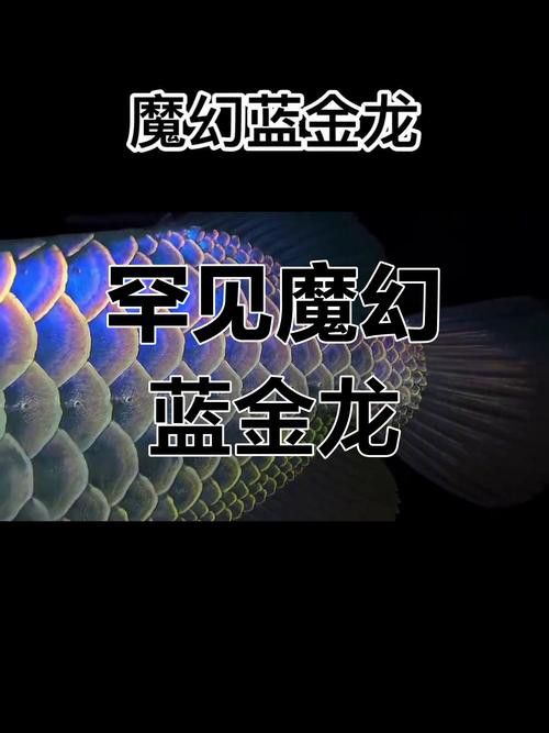 藍寶石金龍魚圖片高清
