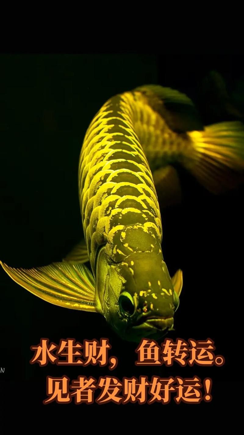 藍寶石金龍魚圖片高清