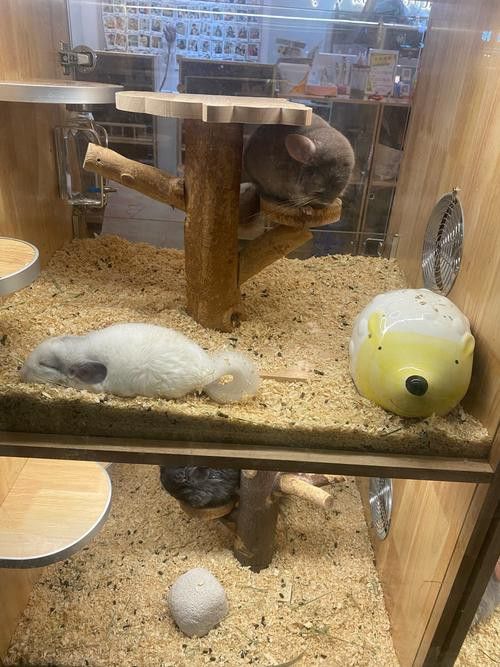 有哪些龍貓和貓成功共養的案例？