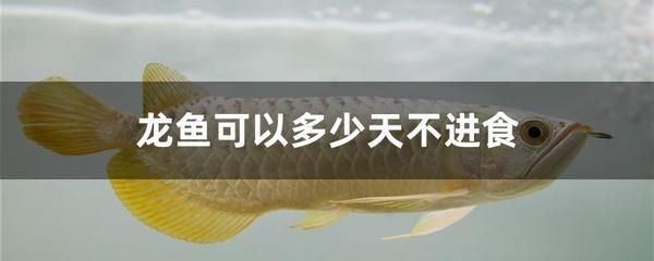 龍魚(yú)不進(jìn)食什么原因：龍魚(yú)不進(jìn)食可能由多種因素引起