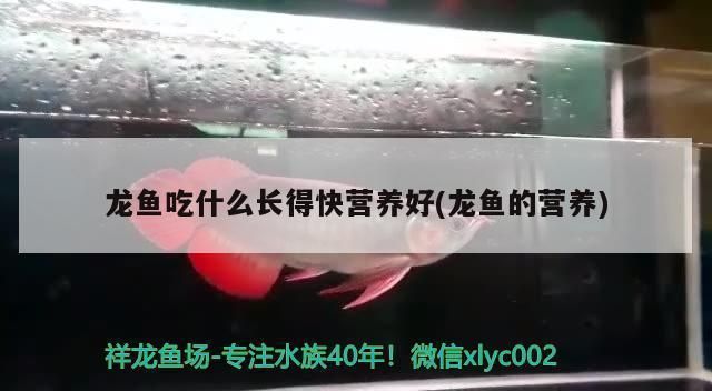 龍魚多少度的水溫最好：龍魚吃什么長得快