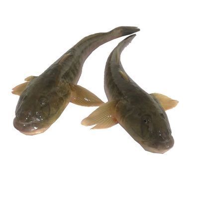 龍魚多少度的水溫最好：龍魚吃什么長得快