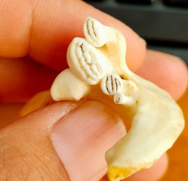 鯉魚有牙齒嗎會咬人嗎