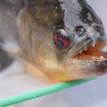 鯉魚有牙齒嗎會咬人嗎