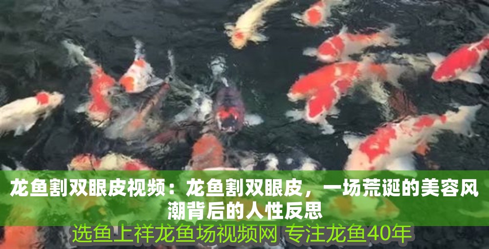 龍魚割雙眼皮視頻：龍魚割雙眼皮，一場荒誕的美容風潮背后的人性反思