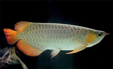 龍魚活食喂什么：如何自制龍魚活食飼料