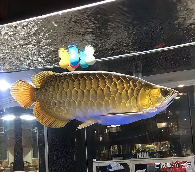 紅龍魚怎么樣發色好看圖片
