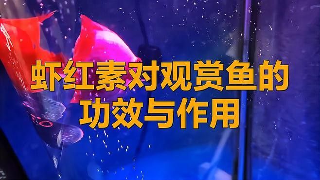 紅龍魚怎么樣發色好看圖片