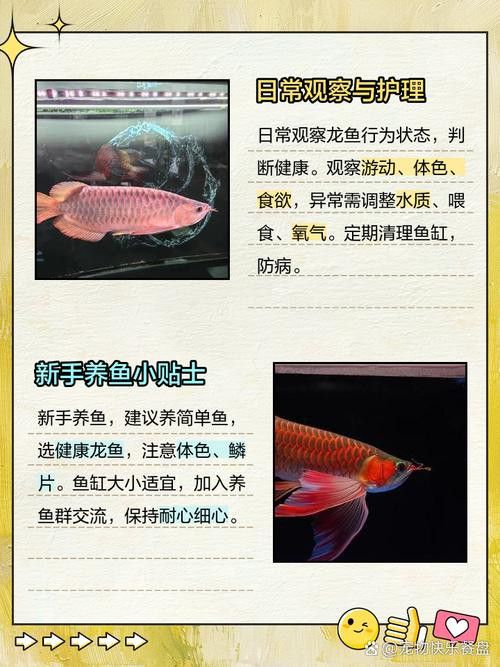 哪些龍魚品種適合新手混養？