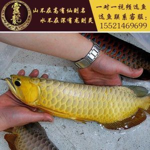 24k金龍魚什么意思啊：\"24k金龍魚寓意24k金龍魚寓意24k金龍魚