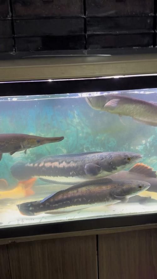 羅非魚可以和龍魚混養嗎圖片大全